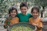 מסיק זיתים