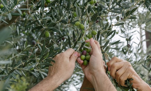 המסיק ועץ הזית