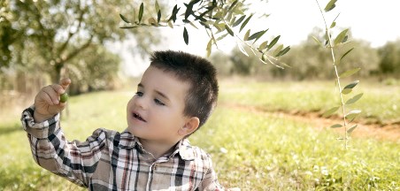 مَوسِم قَطْفْ الزّيتون - עונת מסיק הזיתים