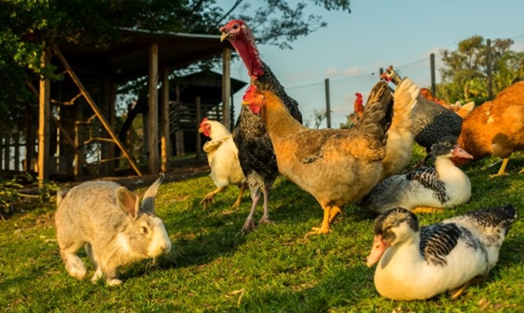 בניית מאגר ידע והנחיות לגידול בעל חיים בניית מאגר ידע והנחיות לגידול בעל חיים