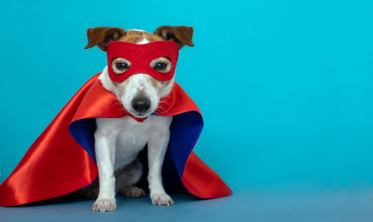 מטקסט לתמונה – יצירת דמות המשלבת בעל חיים וכוח-על מטקסט לתמונה – יצירת דמות המשלבת בעל חיים וכוח-על